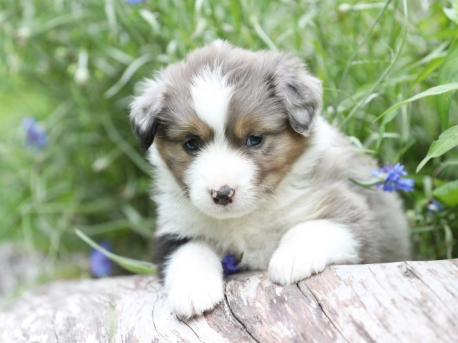 Australian Shepherd puppy for sale