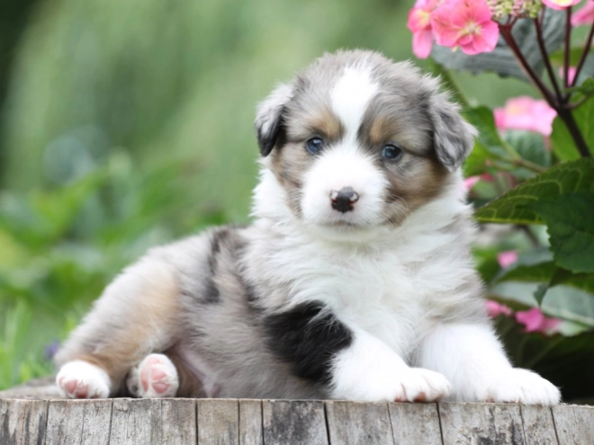 Australian Shepherd puppy for sale