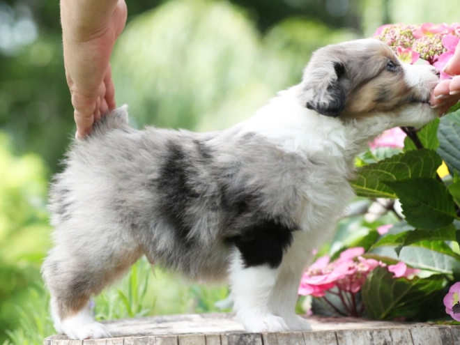 Australian Shepherd puppy for sale