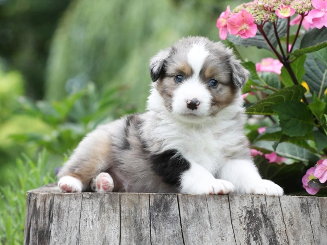 Australian Shepherd puppy for sale