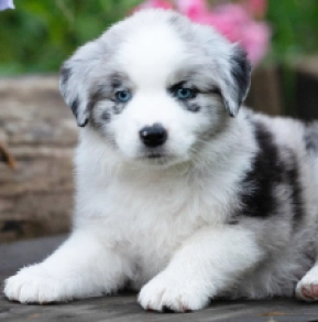 Perros Pastor Australiano en venta