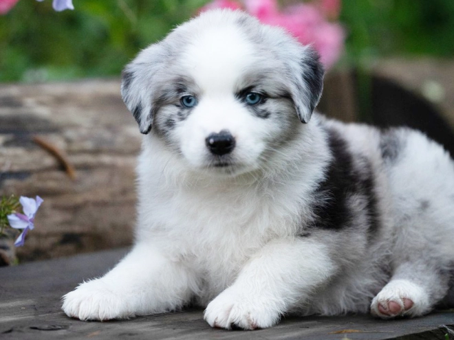 Perros Pastor Australiano en venta
