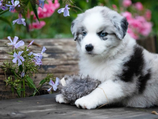 Perros Pastor Australiano en venta