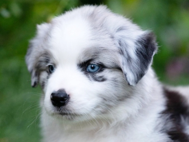 Perros Pastor Australiano en venta