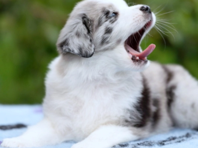 Perros Pastor Australiano en venta