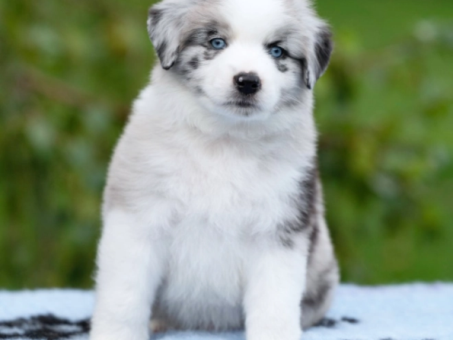 Perros Pastor Australiano en venta