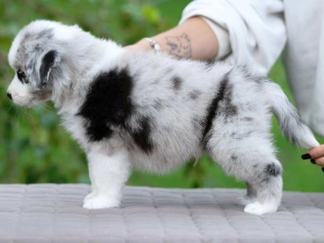 Perros Pastor Australiano en venta