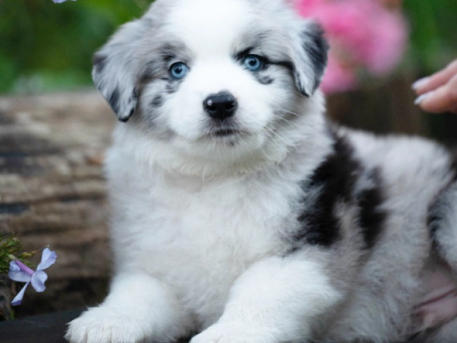 Perros Pastor Australiano en venta