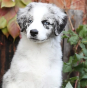 Australian Shepherd puppy for sale
