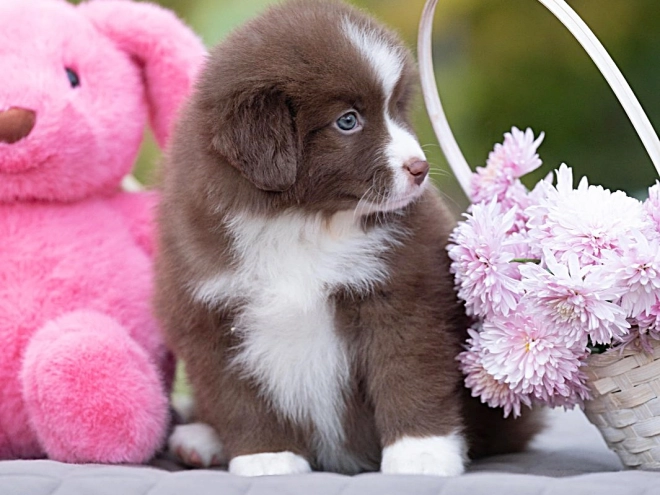 Australian Shepherd puppy for sale
