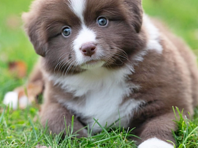 Australian Shepherd puppy for sale
