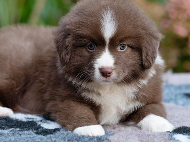 Australian Shepherd puppy for sale