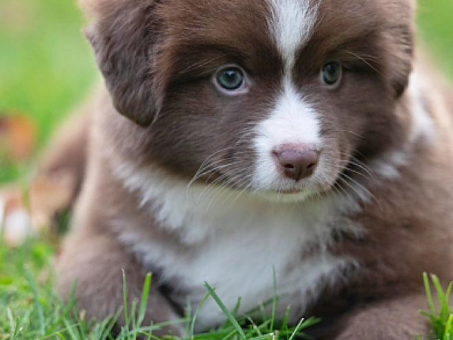 Australian Shepherd puppy for sale