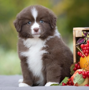 Australian Shepherd puppy for sale