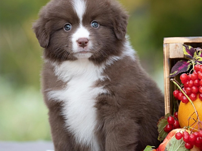Australian Shepherd puppy for sale