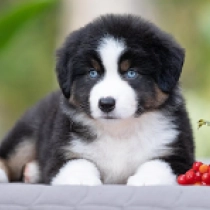 Astra – miniature american shepherd, black tricolor Australian Shepherd for sale