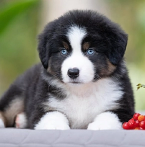 Australian Shepherd puppy for sale