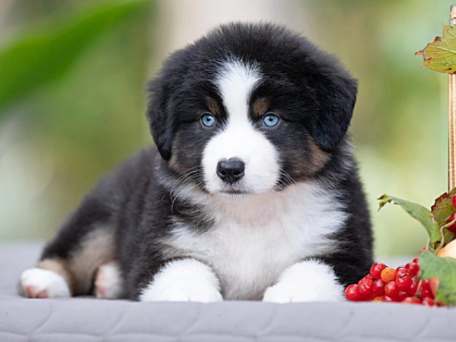Australian Shepherd puppy for sale