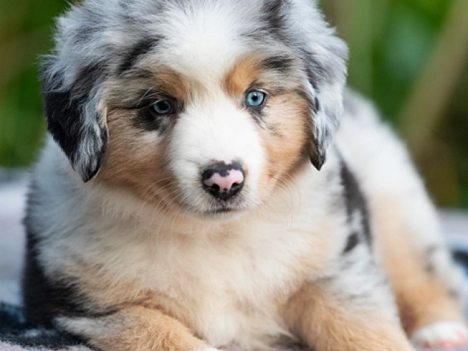Australian Shepherd puppy for sale