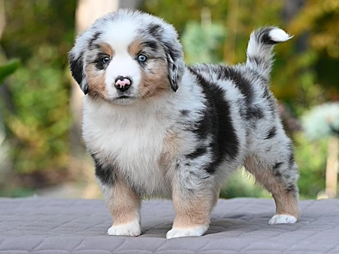 Australian Shepherd puppy for sale