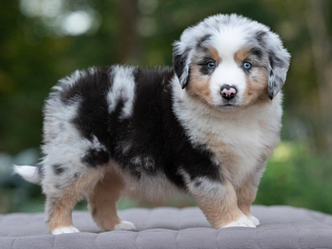 Australian Shepherd puppy for sale