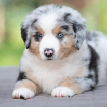 Stryker – miniature american shepherd, merle Australian Shepherd for sale