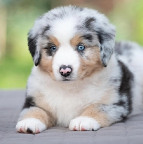 Australian Shepherd puppy for sale