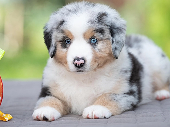 Australian Shepherd puppy for sale