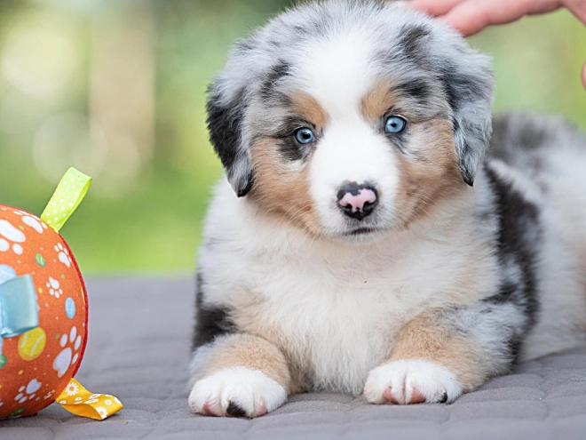 Australian Shepherd puppy for sale