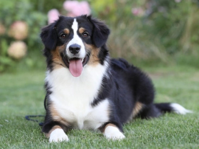 Australian Shepherd puppy for sale