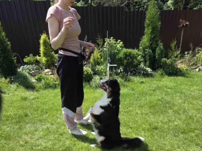 Australian Shepherd puppy for sale