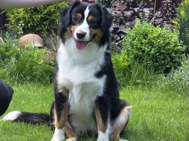 Australian Shepherd puppy for sale