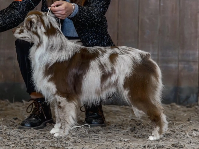 Australian Shepherd puppy for sale