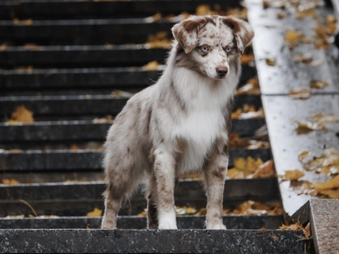 Australian Shepherd puppy for sale