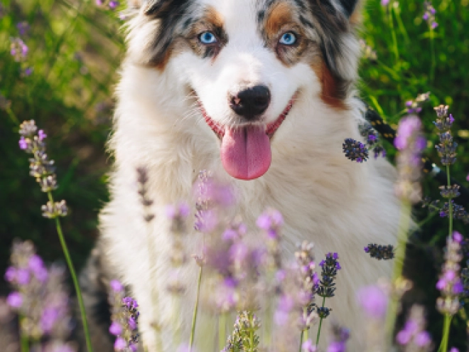 Australian Shepherd puppy for sale