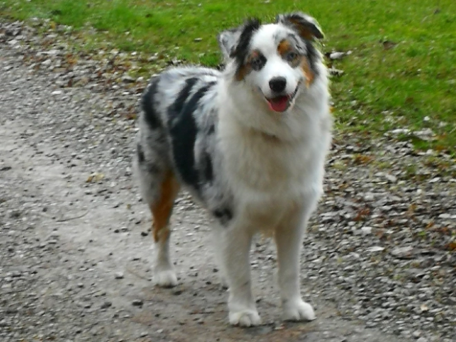 Australian Shepherd puppy for sale
