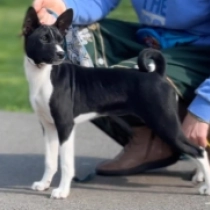 Sapphire, black and white Basenji en venta