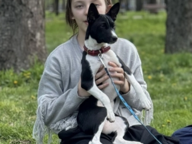Perros Basenji en venta