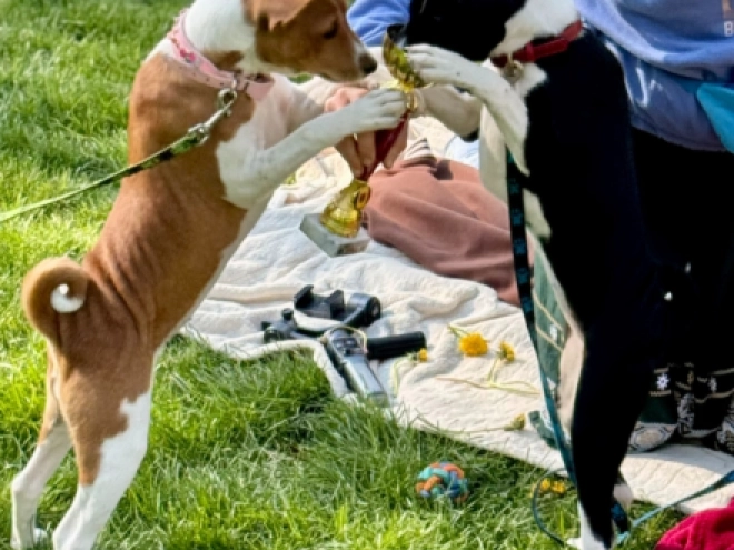 Perros Basenji en venta
