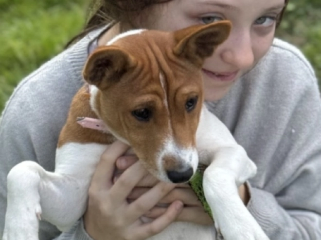 Basenji Welpe kaufen