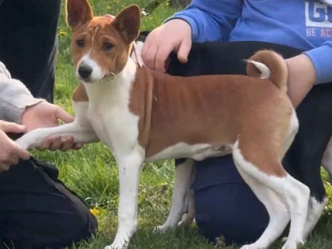 Basenji Welpe kaufen