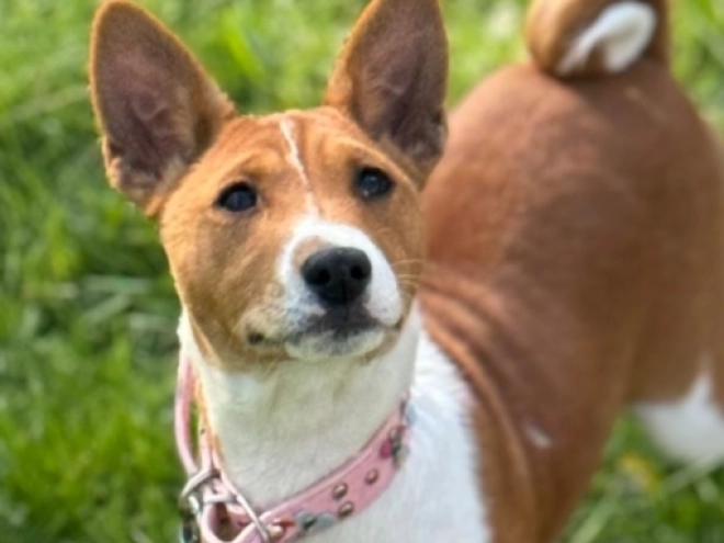 Basenji Welpe kaufen