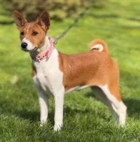 Perros Basenji en venta