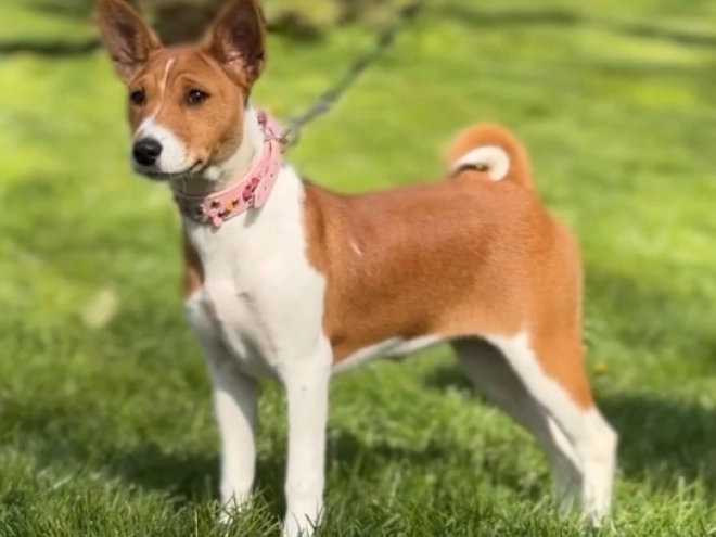 Basenji Welpe kaufen