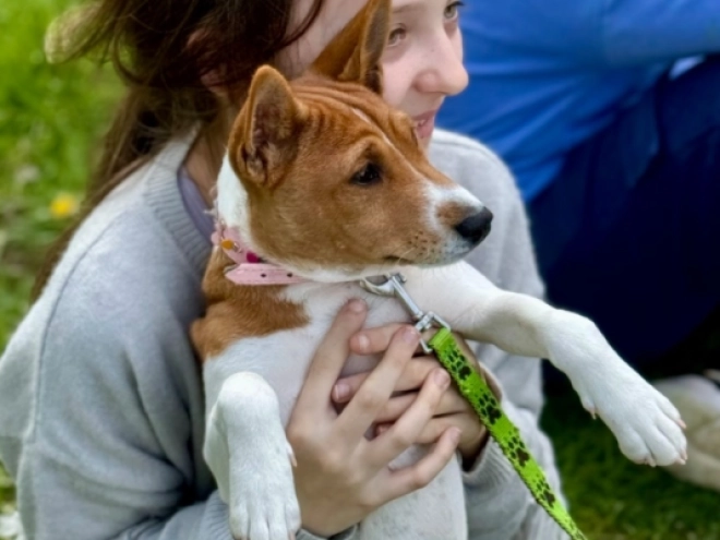 Basenji Welpe kaufen
