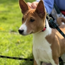 Pixie, brown and white Basenji en venta
