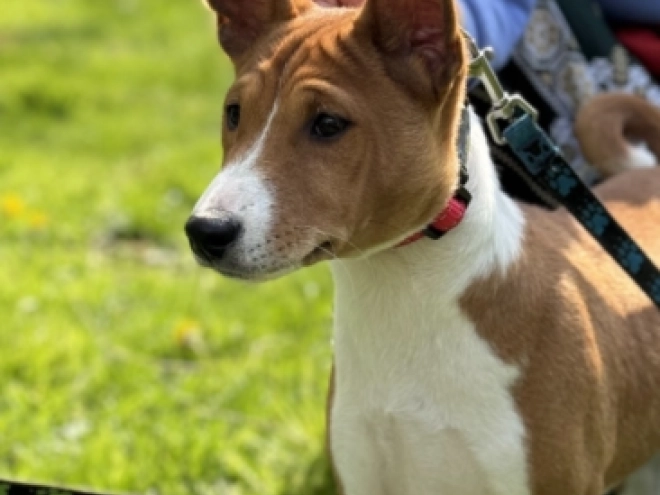 Basenji Welpe kaufen