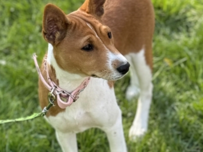 Basenji Welpe kaufen