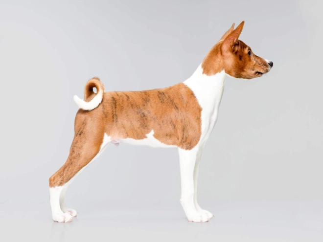 Perros Basenji en venta