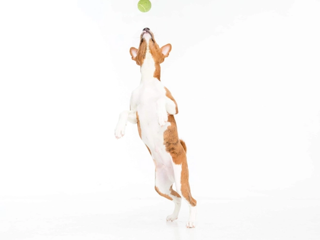 Perros Basenji en venta